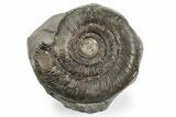 Jurassic Ammonite (Dactylioceras) Fossil - England #353872-1